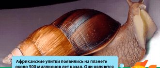 fact about the Achatina snail