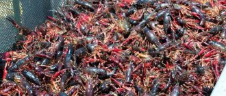 Crayfish farm