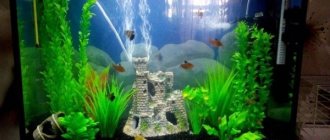 How to clean the filter in an aquarium