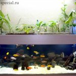 Do-it-yourself phytofilter for an aquarium (instructions)