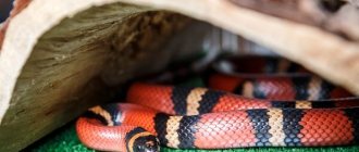 Photo: Milk snake