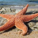 Photo: Starfish
