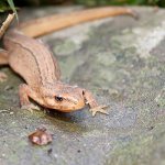 Photo: Common newt