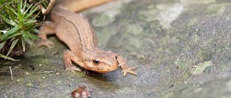 Photo: Common newt
