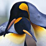 Фото: Пара королевских пингвинов