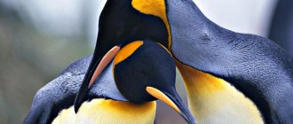 Фото: Пара королевских пингвинов
