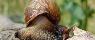 Photo: Achatina snail