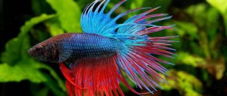 Names for betta fish: nicknames for male boys and female girls, how to name a fish by color