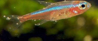 itiophthiriosis semolina fish