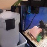 how a filter should work in an aquarium video