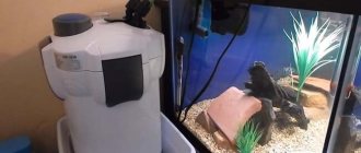 how a filter should work in an aquarium video