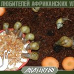 How and what to feed small Achatina snails