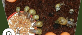 How and what to feed small Achatina snails