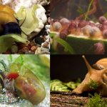 How and what to feed snails