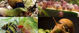 How and what to feed snails