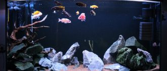 How to set up a cichlid fish