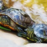 как определить пол черепахи
