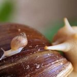 How do Achatina snails reproduce?