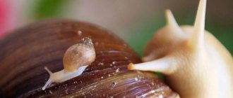 How do Achatina snails reproduce?