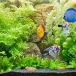 How to make an aquarium with your own hands: master class with photos and videos