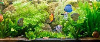 How to make an aquarium with your own hands: master class with photos and videos