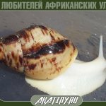 How to care for and maintain albino Achatina
