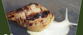 How to care for and maintain albino Achatina