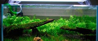 How to choose the best lighting for a planted aquarium and everything about it