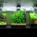 How to choose a nano aquarium. Nano aquarium design with stones photo 