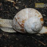 What does the Achatina snail look like? CC0 