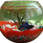 What aquariums are considered small?