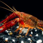California crayfish