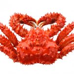 Kamchatka crab