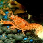 Dwarf aquarium crayfish
