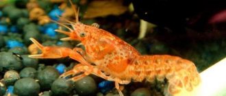 Dwarf aquarium crayfish
