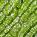 Elodea cells under a microscope photo