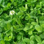 clover flowers and leaves