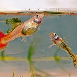 feeding fish in an aquarium