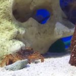 A crab in an aquarium is truly exotic