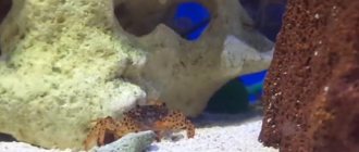 A crab in an aquarium is truly exotic
