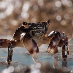 Crabs-of-the-Black-Sea-their-features-names-and-way-of-life-2