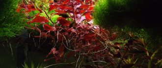 Красивые аквариумные растения в аквариуме