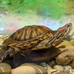 Красноухая черепаха описание