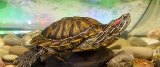 Красноухая черепаха описание