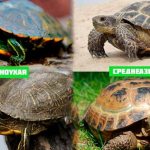 красноухая и среднеазиатская черепахи