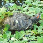 красноухие черепахи в дикой природе