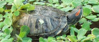 красноухие черепахи в дикой природе