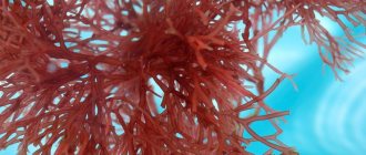 красные водоросли