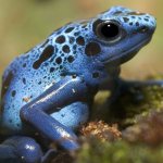 Close-up of a poisonous frog Blue dart frog