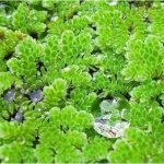 The best aquarium plants - catalog with photos and names